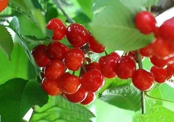 六枝特区郎岱富硒茶(贵州六枝郎岱移动公司)-硒宝网