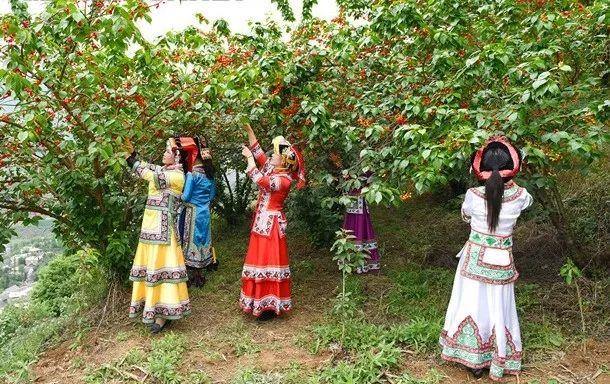 六枝特区郎岱富硒茶(贵州六枝郎岱移动公司)-硒宝网