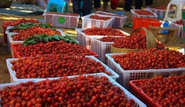 六枝特区郎岱富硒茶(贵州六枝郎岱移动公司)-硒宝网