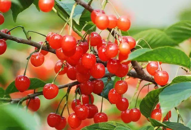 六枝特区郎岱富硒茶(贵州六枝郎岱移动公司)-硒宝网