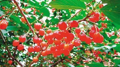 六枝特区郎岱富硒茶(贵州六枝郎岱移动公司)-硒宝网