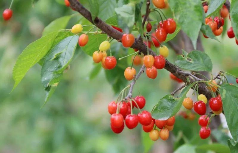 六枝特区郎岱富硒茶(贵州六枝郎岱移动公司)-硒宝网