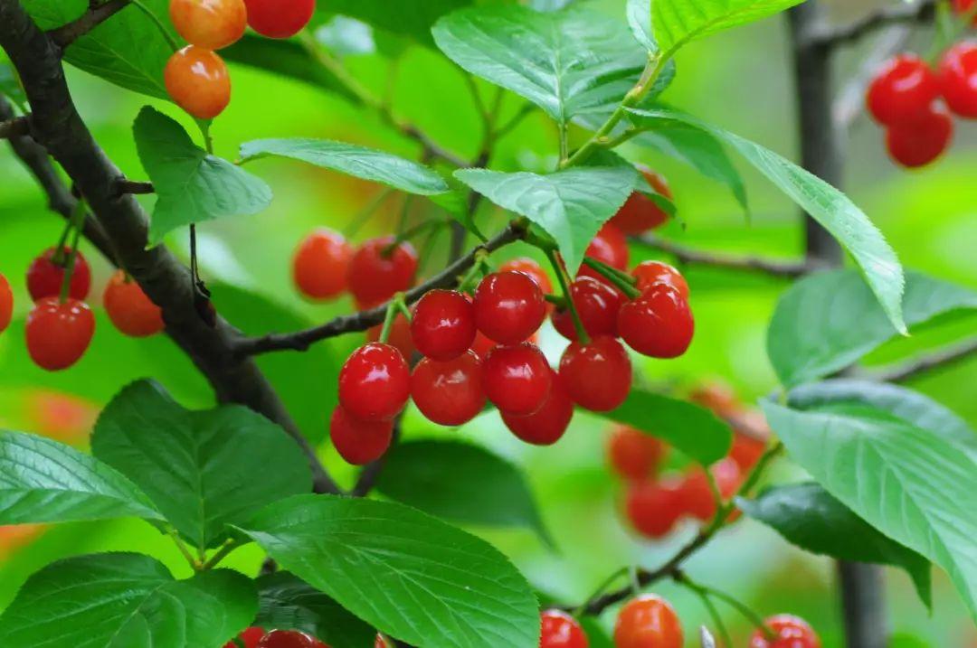 六枝特区郎岱富硒茶(贵州六枝郎岱移动公司)-硒宝网