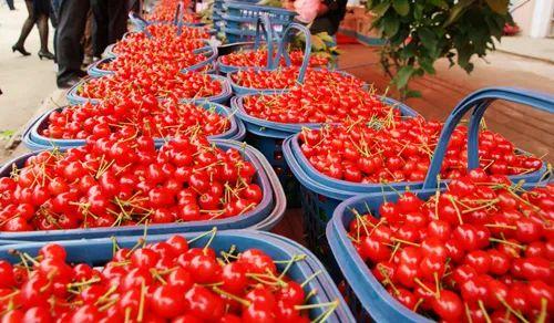 六枝特区郎岱富硒茶(贵州六枝郎岱移动公司)-硒宝网