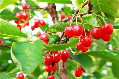 六枝特区郎岱富硒茶(贵州六枝郎岱移动公司)-硒宝网