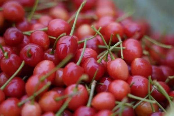 六枝特区郎岱富硒茶(贵州六枝郎岱移动公司)-硒宝网