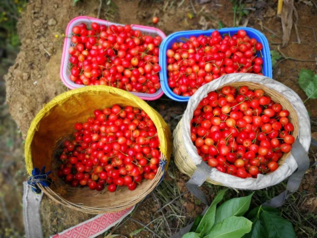六枝特区郎岱富硒茶(贵州六枝郎岱移动公司)-硒宝网