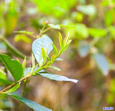 仙寓富硒野茶多少钱(野生富硒茶仙寓山怎么卖)-硒宝网
