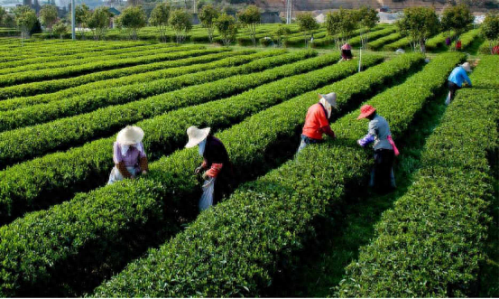 富硒茶多少钱一斤6(富硒茶具)-硒宝网