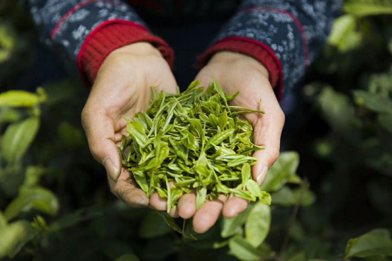 富硒茶多少钱一斤6(富硒茶具)-硒宝网