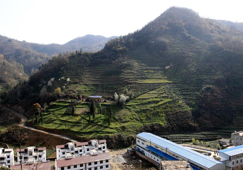 紫阳富硒茶一心一叶（紫阳茶富硒叶价格表）-硒宝网