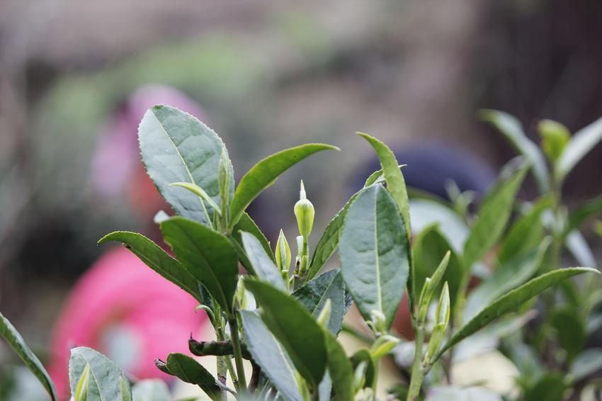 紫阳富硒茶一心一叶（紫阳茶富硒叶价格表）-硒宝网