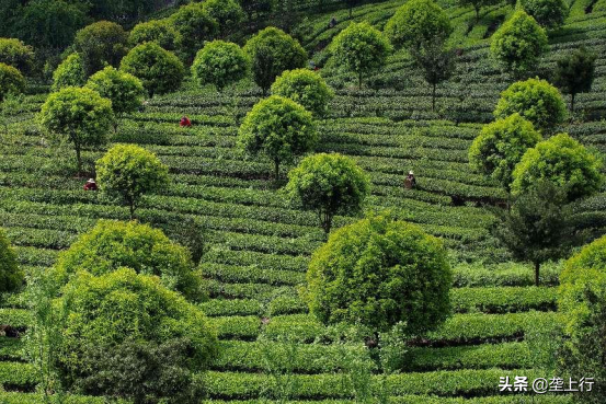 恩施富硒茶第一品牌(恩施富硒茶叶品牌排行)-硒宝网