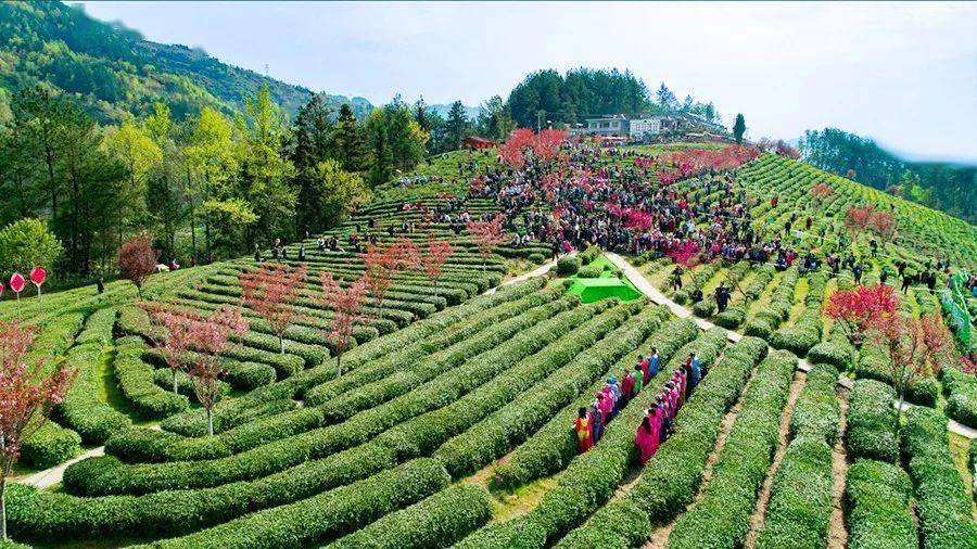 紫阳富硒茶一带一路（紫阳富硒茶茶树）-硒宝网