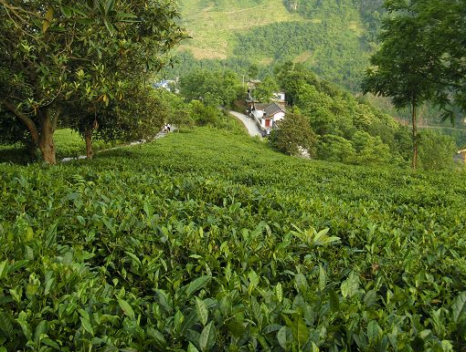 紫阳富硒茶一带一路（紫阳富硒茶茶树）-硒宝网