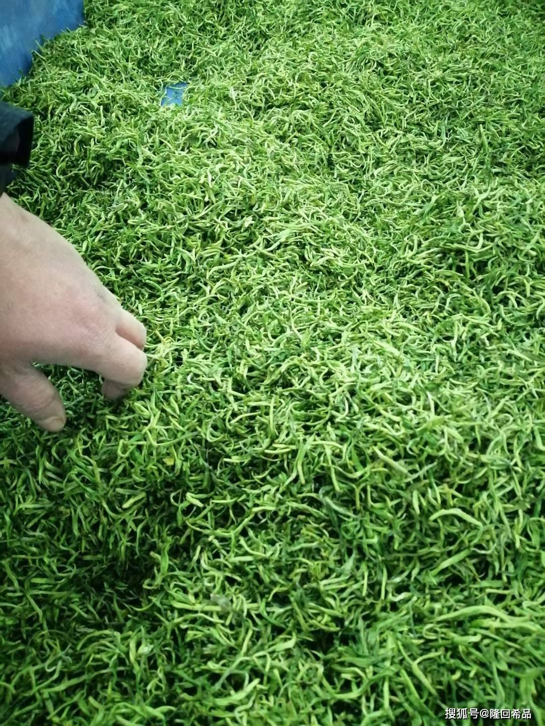 紫阳富硒茶一带一路（紫阳富硒茶茶树）-硒宝网