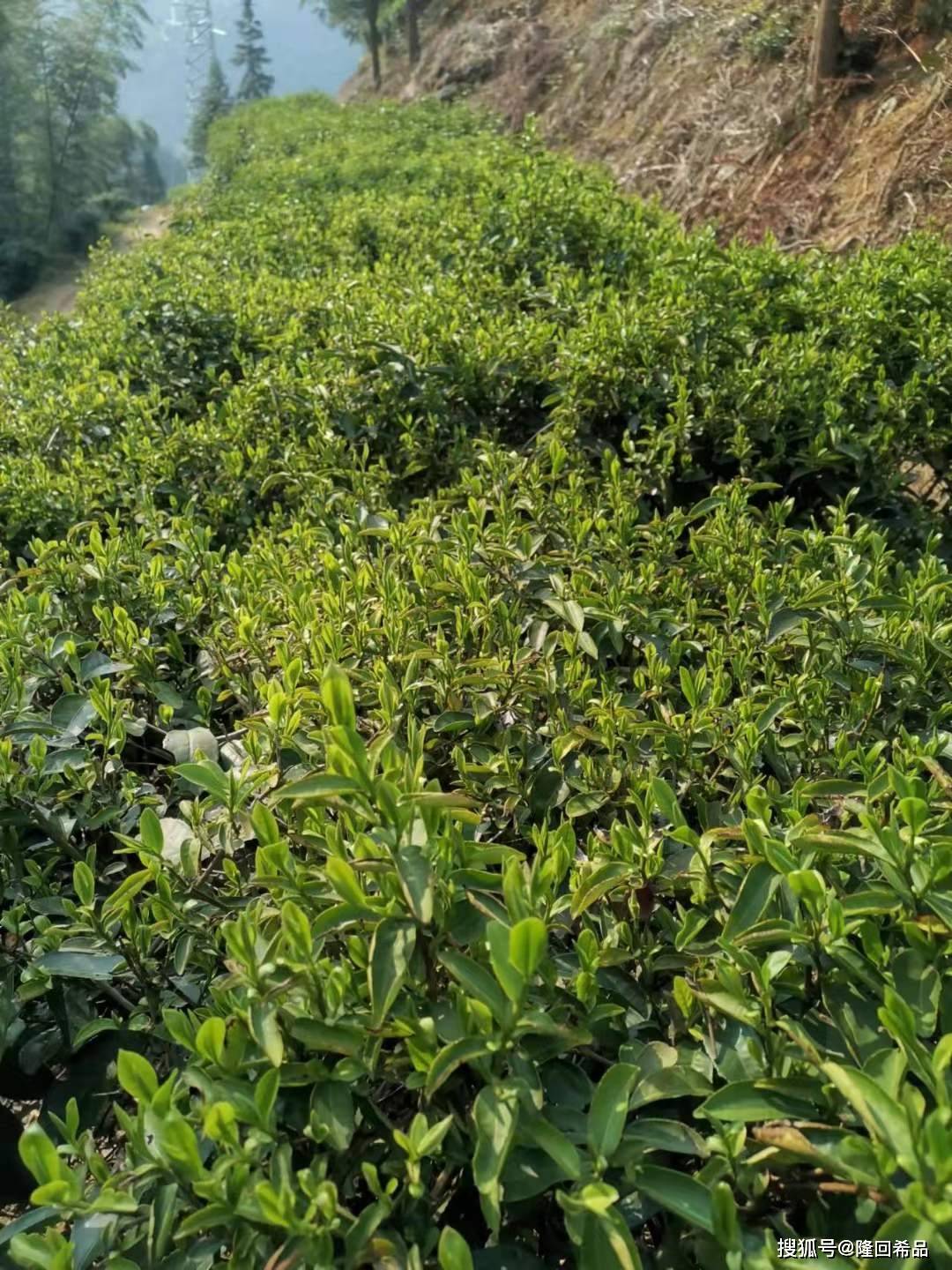 紫阳富硒茶一带一路（紫阳富硒茶茶树）-硒宝网