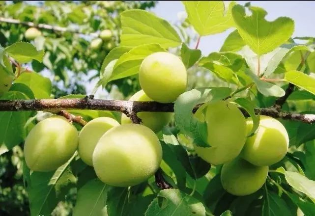 富硒八仙茶的保质期(八仙茶保质期多久)-硒宝网
