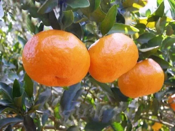 富硒八仙茶的保质期(八仙茶保质期多久)-硒宝网