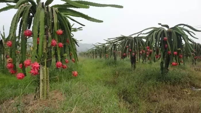 富硒八仙茶的保质期(八仙茶保质期多久)-硒宝网