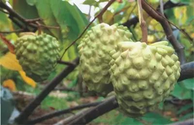 富硒八仙茶的保质期(八仙茶保质期多久)-硒宝网