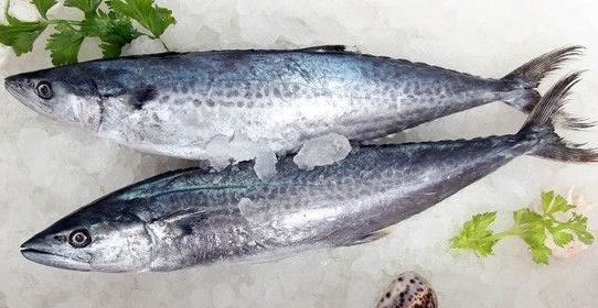 吃什么鱼补钙（哪种鱼补钙）-硒宝网