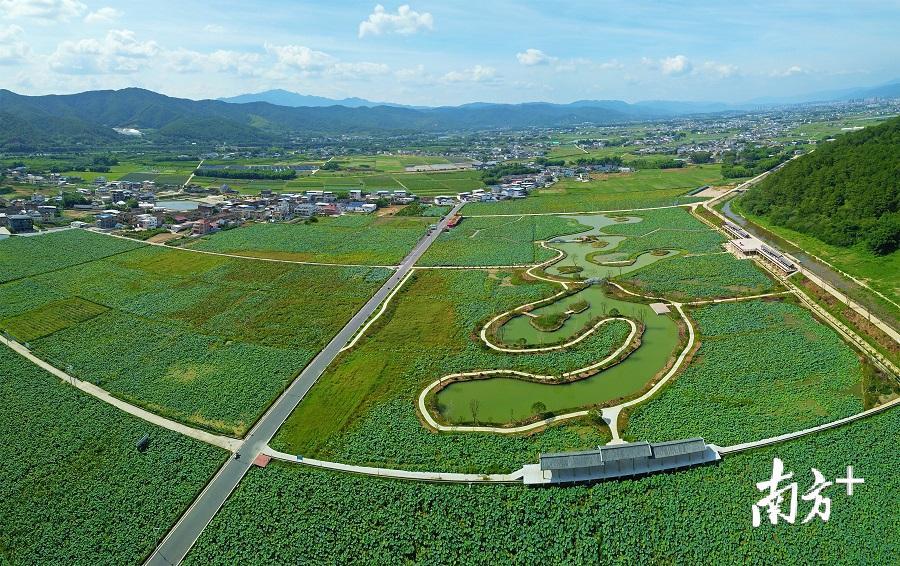 富硒大米可以泡茶吗(富硒大米煮饭好吃还是煮粥好吃)-硒宝网