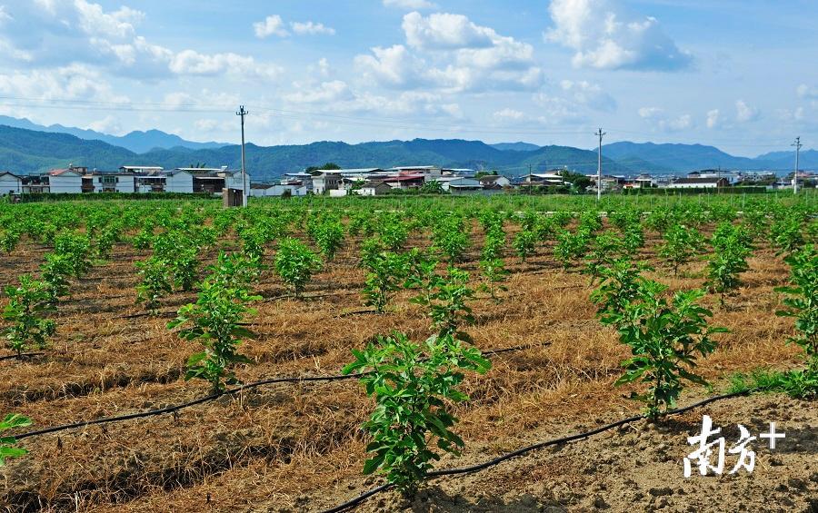 富硒大米可以泡茶吗(富硒大米煮饭好吃还是煮粥好吃)-硒宝网