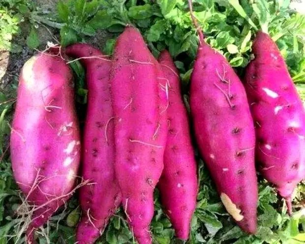 不施硒肥的富硒大米（富硒大米要洗吗）-硒宝网