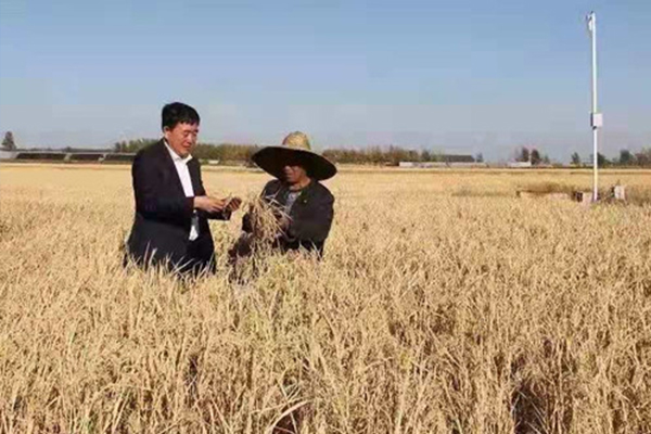 天津哪里有富硒大米(富硒大米哪里有卖)-硒宝网