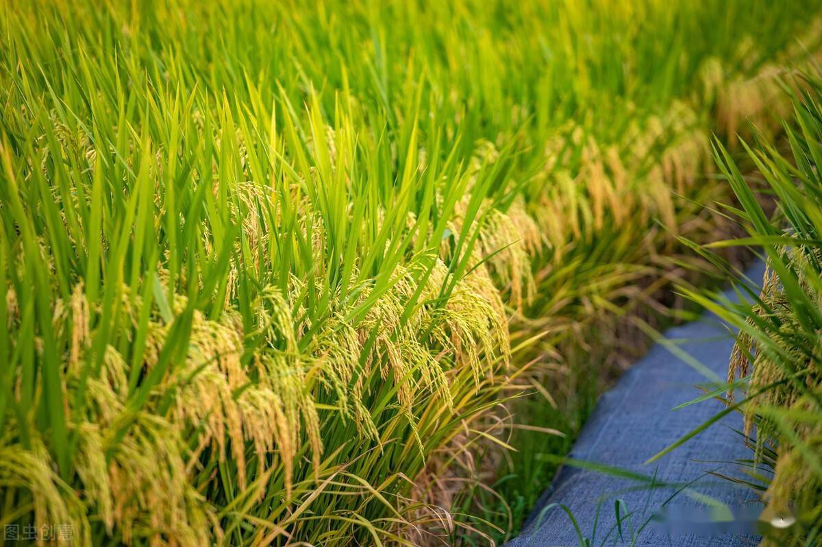 怎么知道是富硒大米(大米富硒知道是熟的吗)-硒宝网