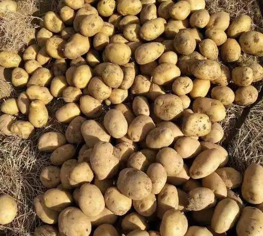 天津哪里有富硒大米(富硒大米好在哪)-硒宝网