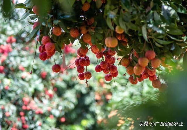 贵港富硒大米的营养（富硒优质大米）-硒宝网