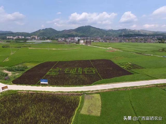 贵港富硒大米的营养（富硒优质大米）-硒宝网