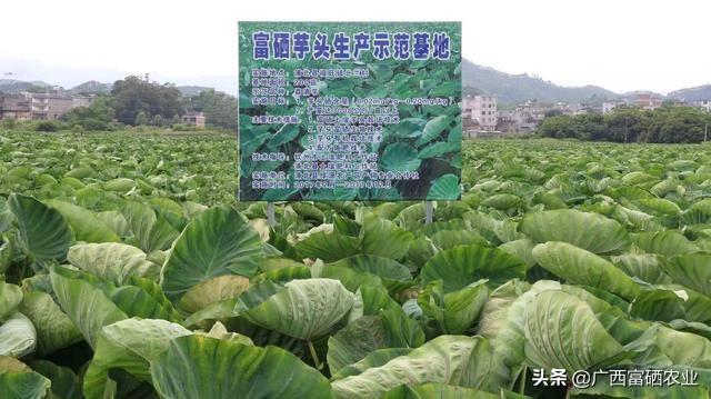 贵港富硒大米的营养（富硒优质大米）-硒宝网