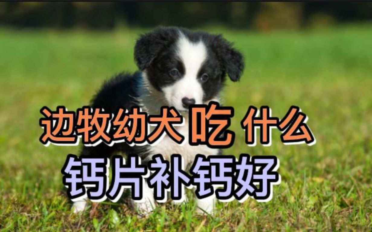 狗狗补钙吃什么好(狗狗补钙吃啥好)-硒宝网