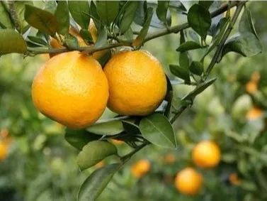 瑞安富硒大米怎么样(富硒大米哪里有卖)-硒宝网