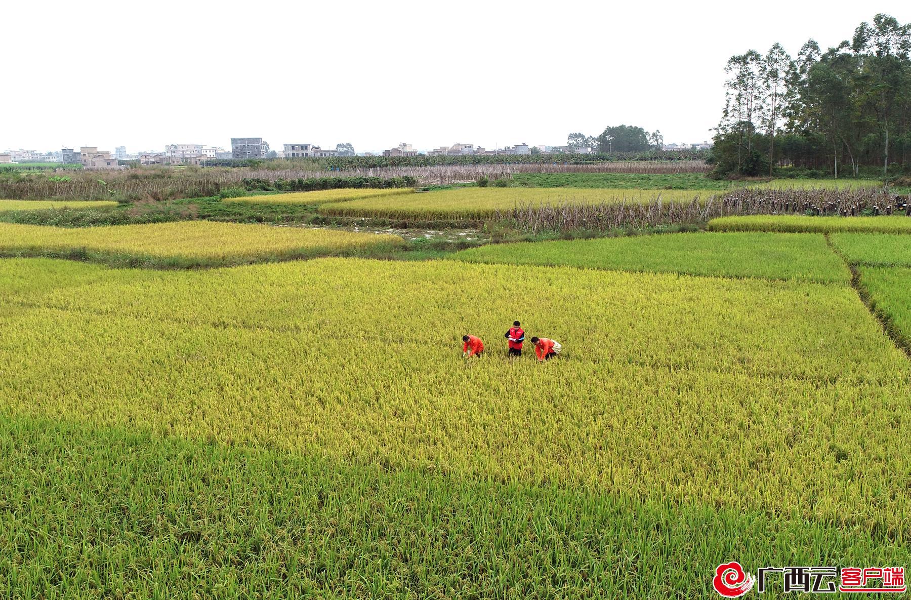 贵港富硒大米的营养（大米营养贵港富硒含量多少）-硒宝网
