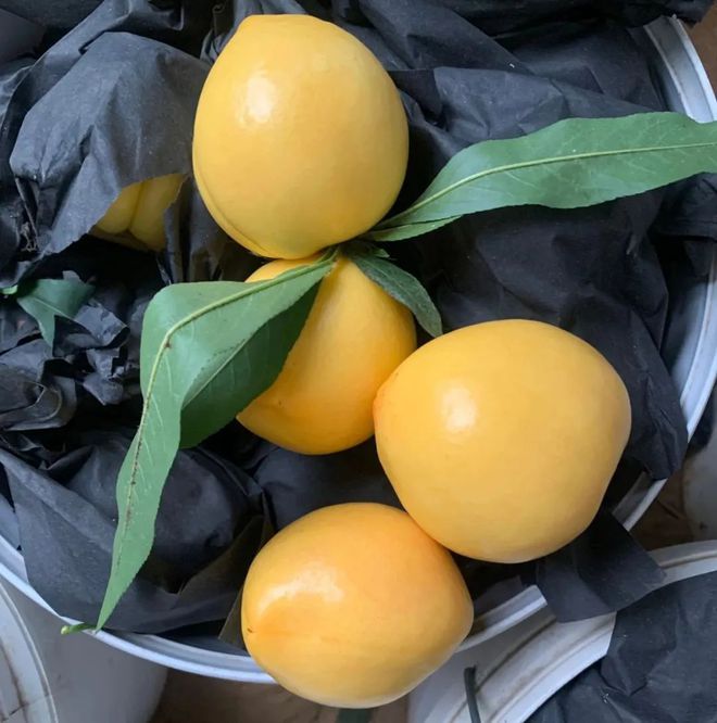 测微量元素挂什么科（测微元素挂什么科）-硒宝网