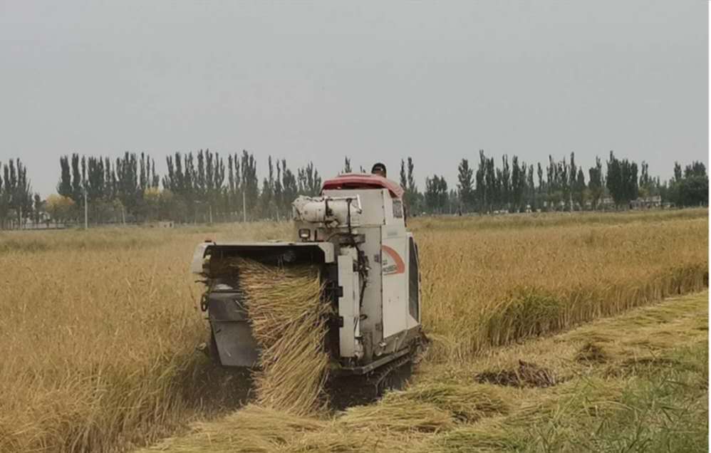 青铜峡富硒大米价格(青铜峡米业)-硒宝网
