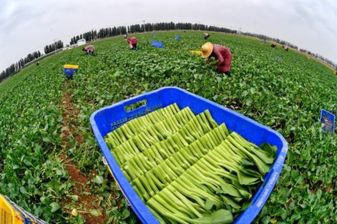 青铜峡富硒大米价格(青铜峡米业)-硒宝网