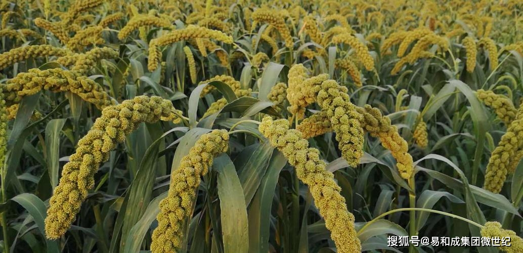 富硒大米和富硒小米（富硒小米的好处）-硒宝网