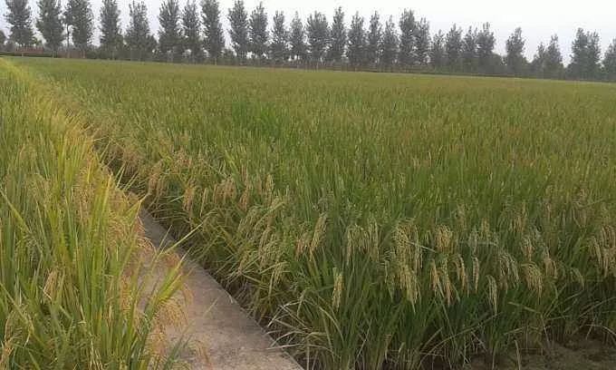 有机大米和富硒大米(大米机富硒有什么作用)-硒宝网