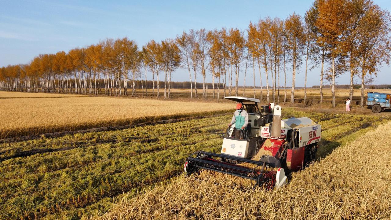 富硒大米 东北大米（东北富硒大米的营养价值和功效）-硒宝网