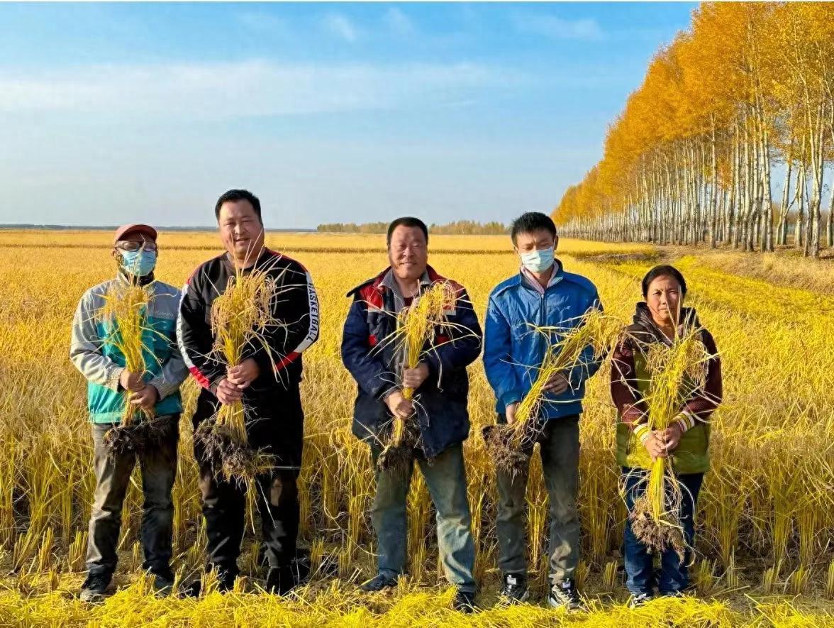 富硒大米 东北大米（东北富硒大米的营养价值和功效）-硒宝网