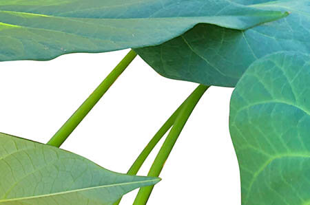 孕晚期补铁吃什么药（孕晚期吃补铁的药）-硒宝网