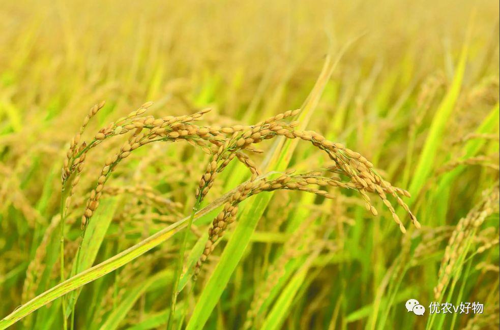 富硒大米 东北大米(大米东北富硒含量高吗)-硒宝网