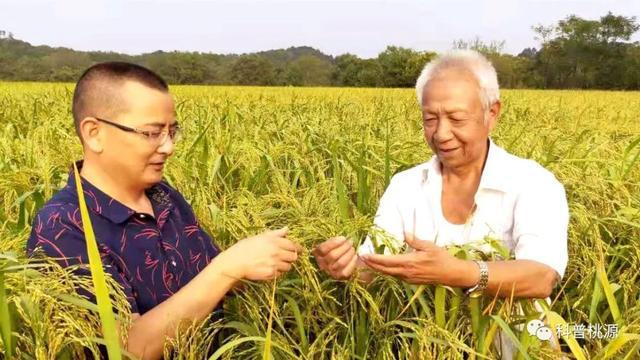 富硒锌硒钙大米种子(大米钙锌种子富硒硒含量多少)-硒宝网