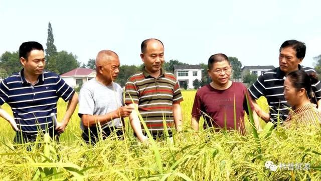 富硒锌硒钙大米种子(大米钙锌种子富硒硒含量多少)-硒宝网