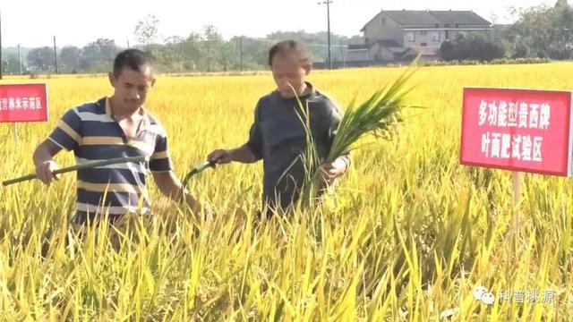 富硒锌硒钙大米种子(大米钙锌种子富硒硒含量多少)-硒宝网